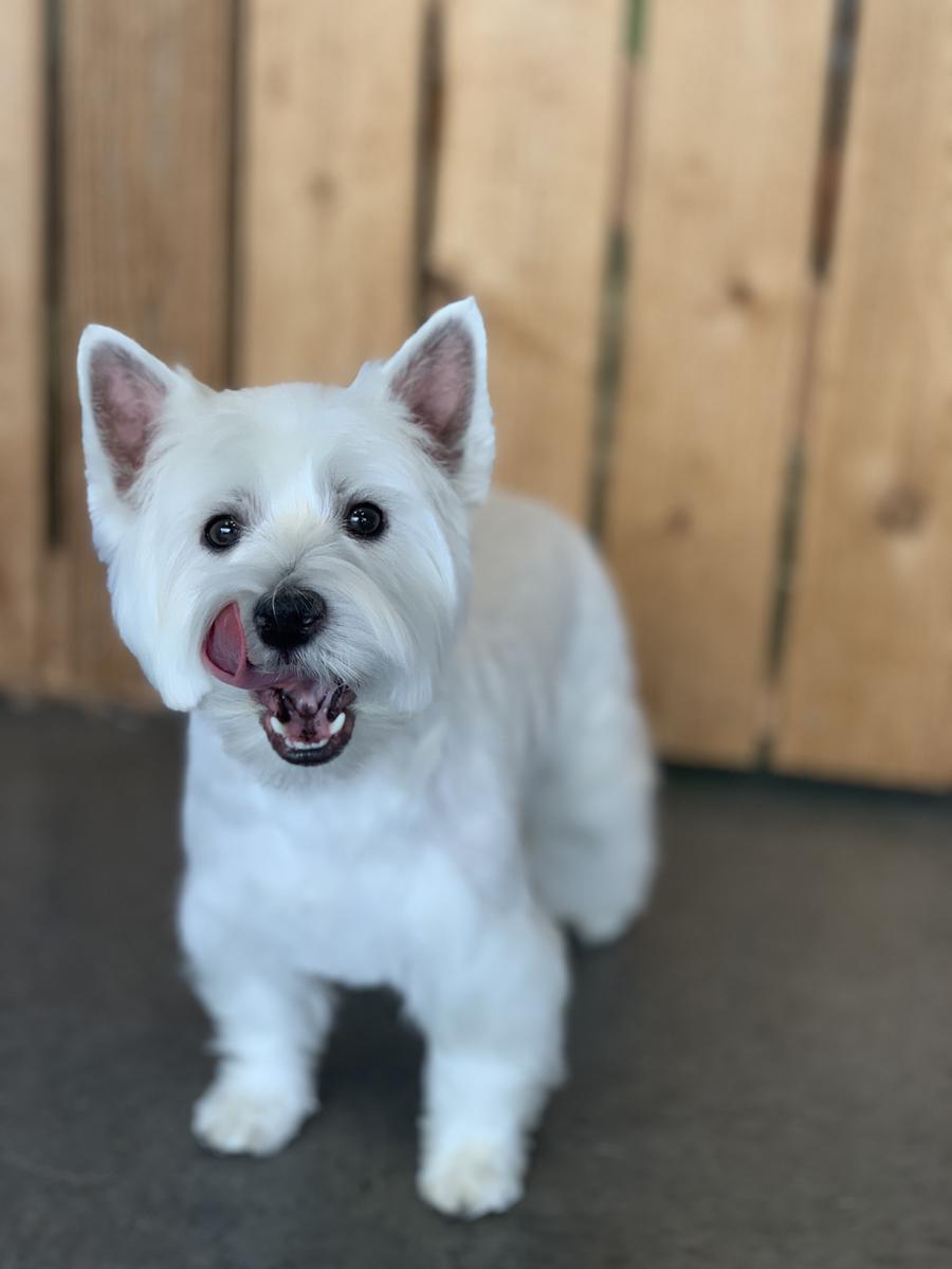 Westie teddy hot sale bear cut