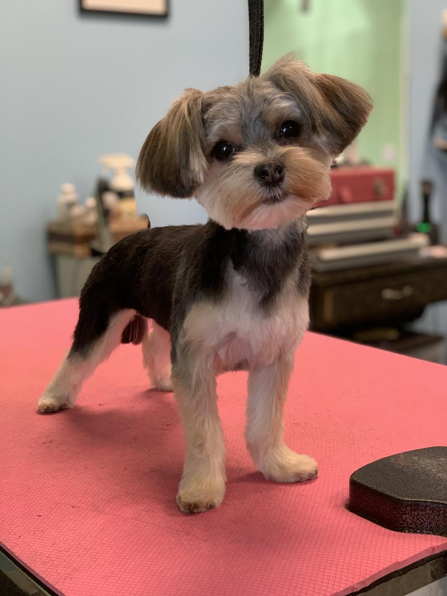 Shaved morkie shop
